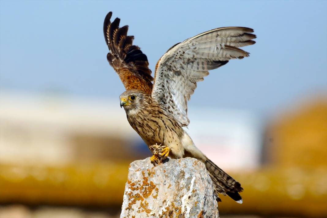 Konya’nın yırtıcı savaşçıları iş başında! Çiftçilerin doğal müttefiki 9